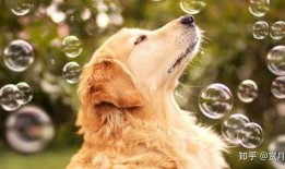 二狗爆料生活视频大全最新,揭秘生活视频大全背后的精彩瞬间